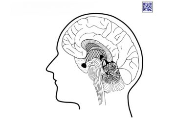 A tactile graphic of a human brain in profile view, showing the internal structure and different regions of the brain. The brain is depicted with textured patterns to distinguish various areas, and there is a QR code in the top right corner for additional information. The graphic is designed for touch-based exploration to help users understand the brain's anatomy.